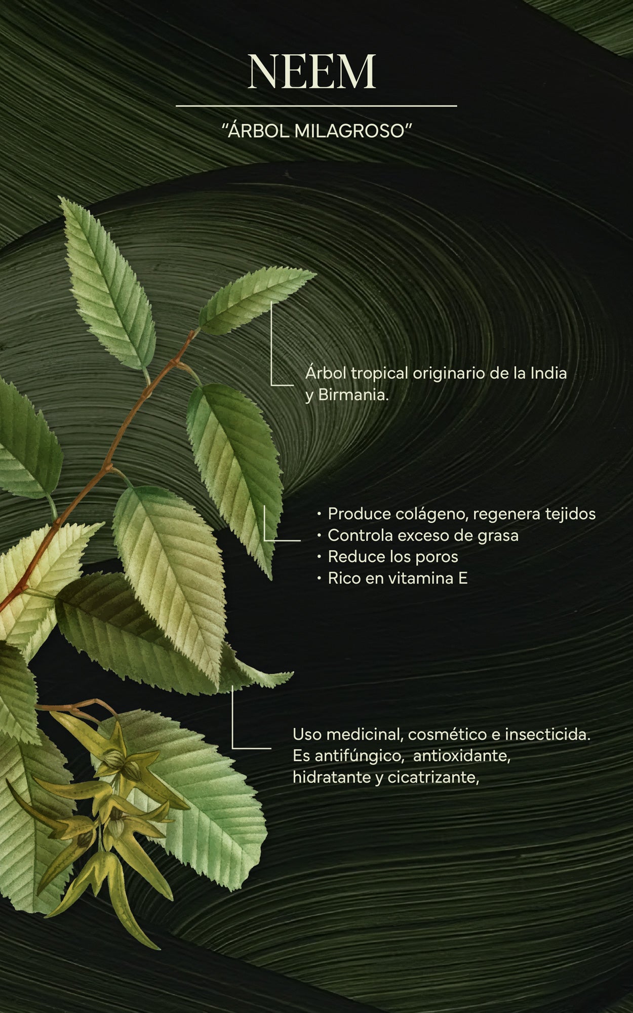 Or´Bell | Crema Purificante con Neem
